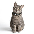 MeoTrack™ Cat Tracker Collar – Smart Tracking for Curious Cats
