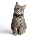 MeoTrack™ Cat Tracker Collar – Smart Tracking for Curious Cats